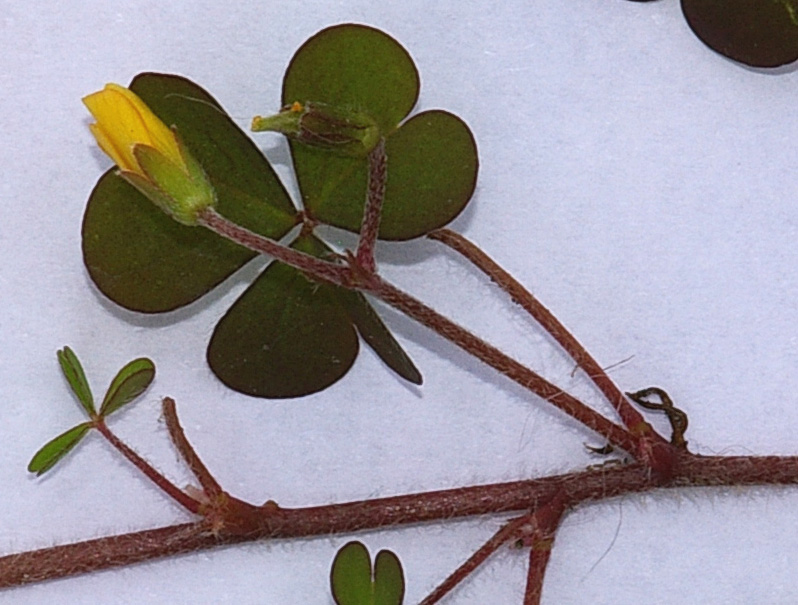 Oxalis corniculata  /  Acetosella dei campi